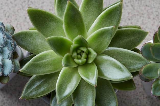 Close up van kleine cactus sappig in bloempot