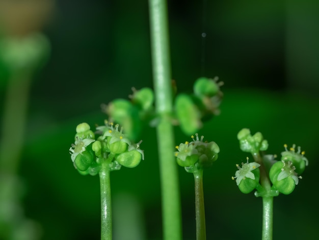 Foto close-up van kleine groene planten die buiten groeien