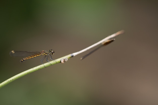 Close-up van kleine mooie dragonfly