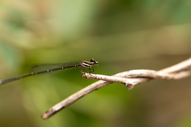 Close-up van kleine mooie dragonfly