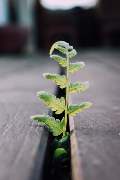 Foto close-up van kleine planten die in de open lucht groeien