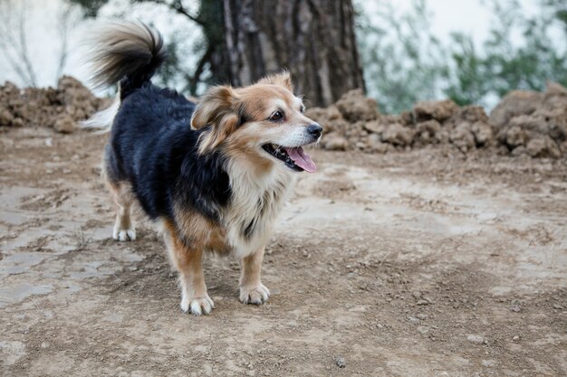 Close-up van kleine puppyhond buiten in het bos. Huisdier concept.