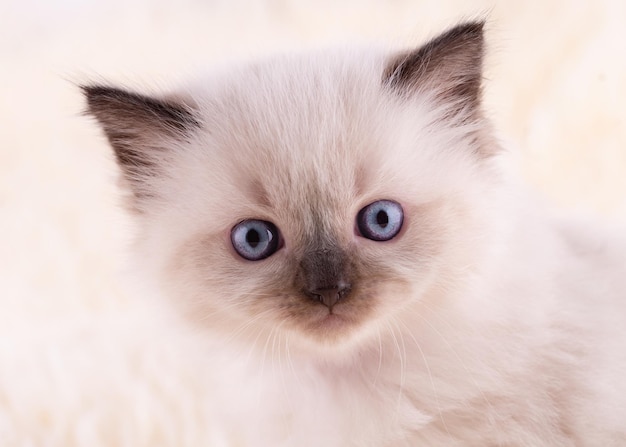 Close up van kleine ragdoll kitten met blauwe ogen zittend op een beige achtergrond