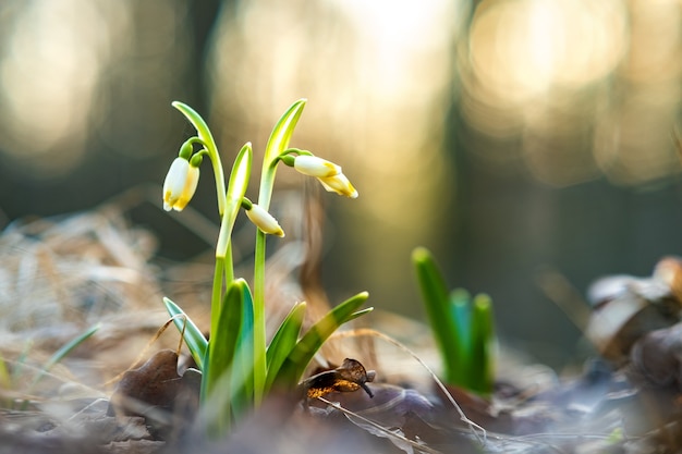 Close-up van kleine verse sneeuwklokjes bloemen groeien onder droge bladeren in het bos.