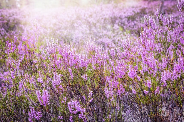 Foto close up van kleurrijke bloei van heide groeiende