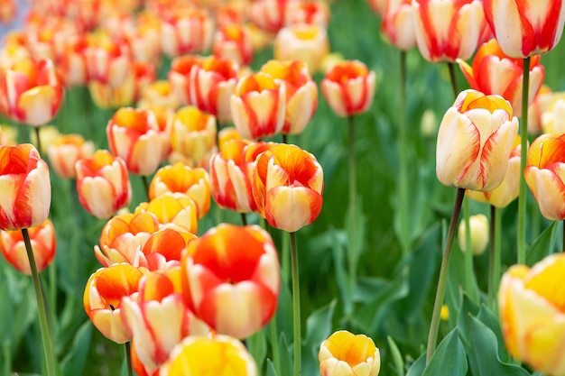 Close-up van kleurrijke bloeiende tulpen onscherpe achtergrond