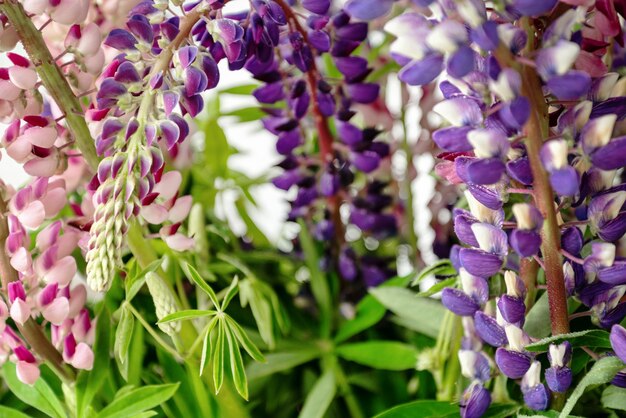 Close up van kleurrijke bloemblaadjes van bloeiende lupine zomer wilde bloemen bloemen achtergrond