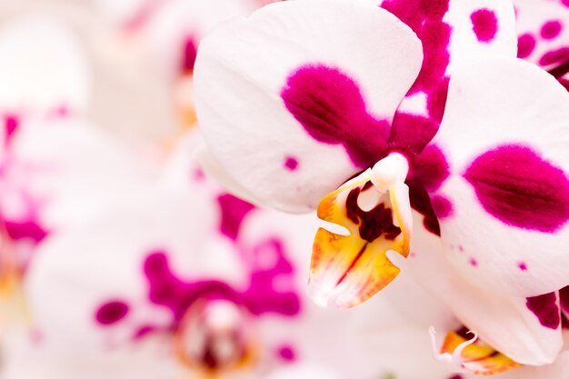 Close up van kleurrijke orchidee planten in volle bloei.