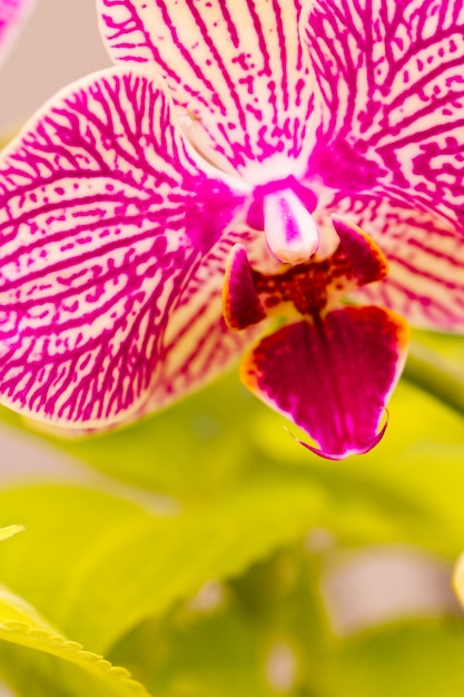 Close up van kleurrijke orchidee planten in volle bloei.
