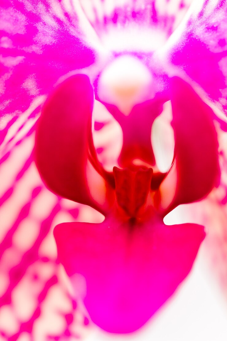 Close up van kleurrijke orchidee planten in volle bloei.