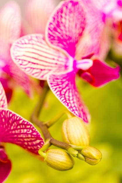 Close up van kleurrijke orchidee planten in volle bloei.