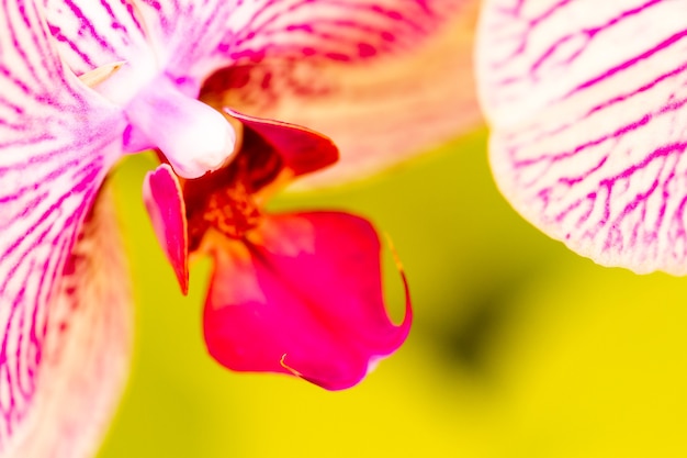 Close up van kleurrijke orchidee planten in volle bloei.