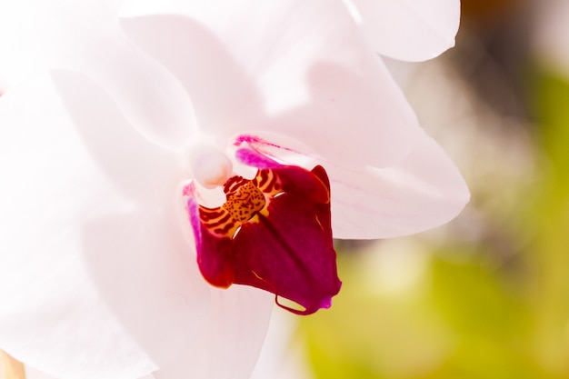 Close up van kleurrijke orchidee planten in volle bloei.