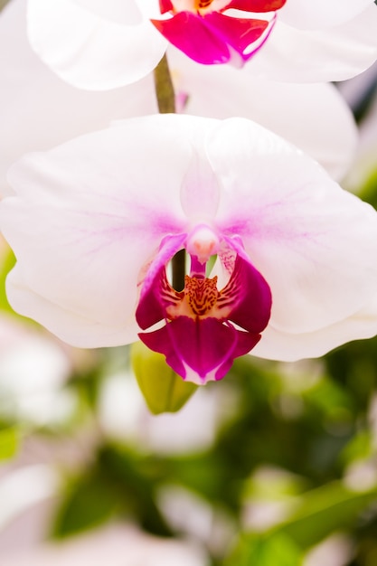 Close up van kleurrijke orchidee planten in volle bloei.