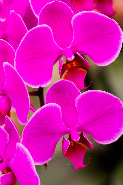 Close up van kleurrijke orchidee planten in volle bloei.