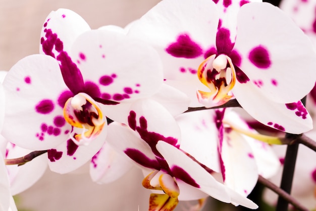 Close up van kleurrijke orchidee planten in volle bloei.