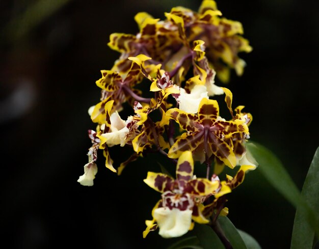 Close-up van kleurrijke orchideebloem