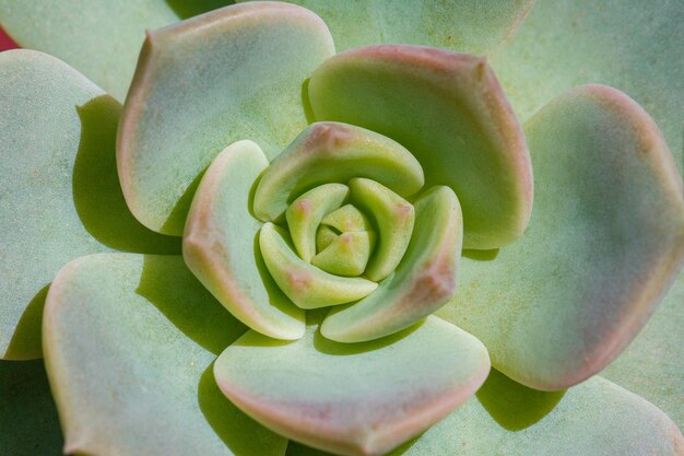 Close-up van kleurrijke, sappige natuurlijke schoonheidsafbeelding