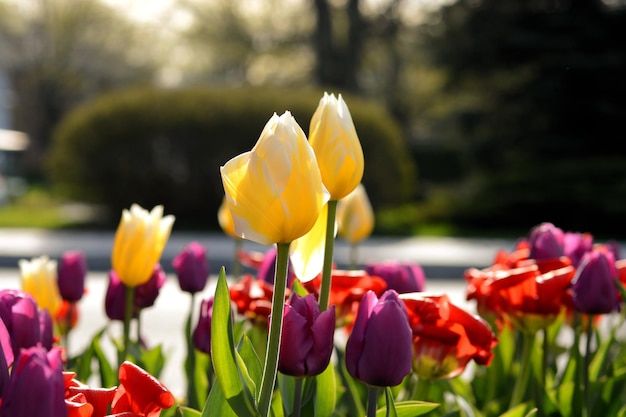 Close-up van kleurrijke tulpen die op het veld bloeien