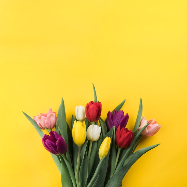 Foto close-up van kleurrijke tulpen tegen gele achtergrond