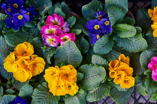 Close-up van kleurrijke viooltjes in potten bovenaanzicht