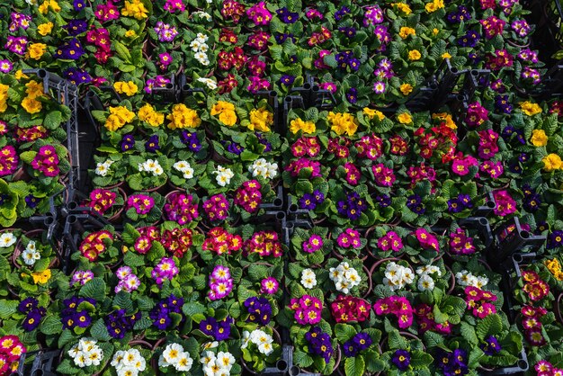 Close-up van kleurrijke viooltjes in potten bovenaanzicht