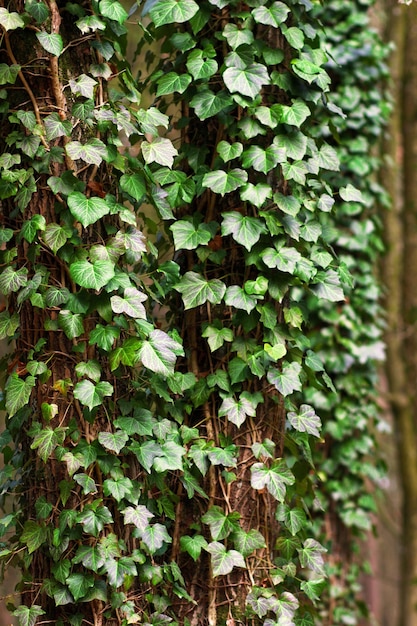 Foto close-up van klimop die op een boom groeit