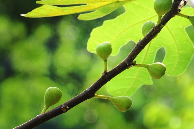 Close-up van knoppen op tak