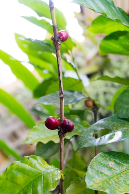 Foto close-up van koffiefruit in koffieboom