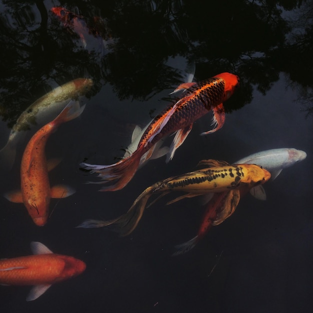 Close-up van koi-karpers die in het water zwemmen