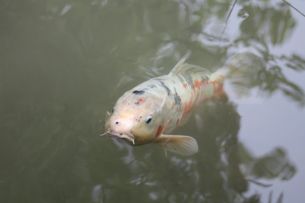 Close-up van koi-vissen in het water