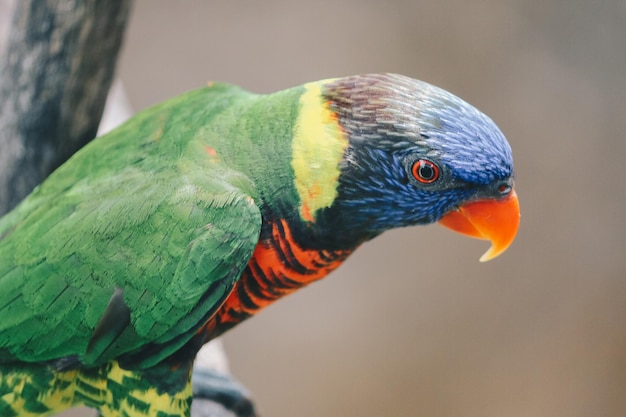 Close up van kokosnoot lori's vogel Trichoglossus haematodus