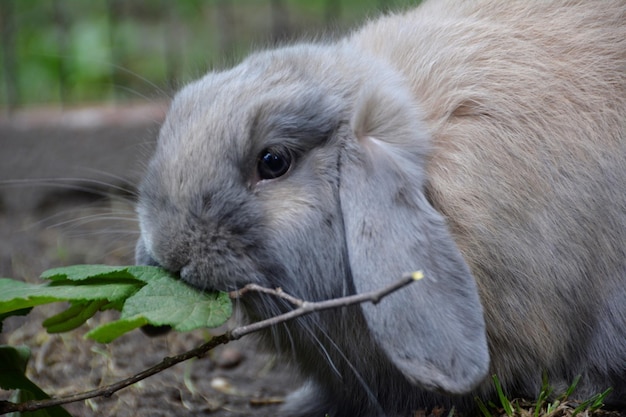 Foto close-up van konijnen die bladeren voeden op het veld