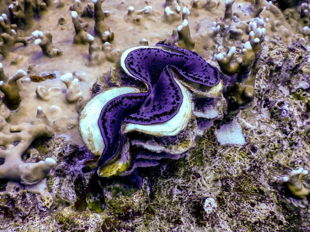 Foto close-up van koraal in de zee