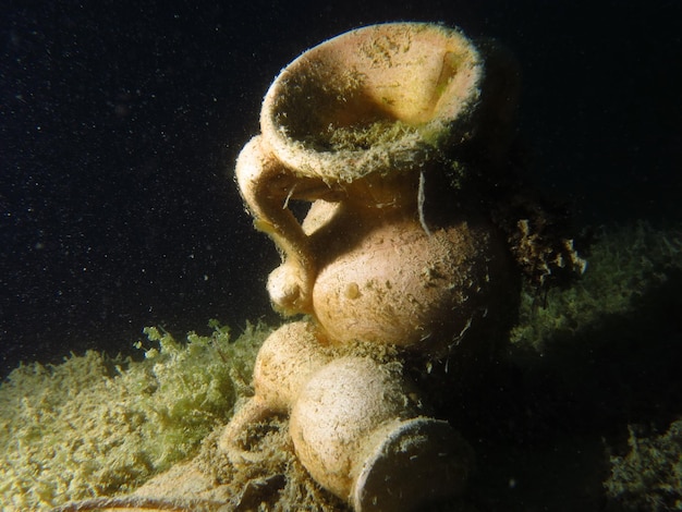 Foto close-up van koraal in de zee