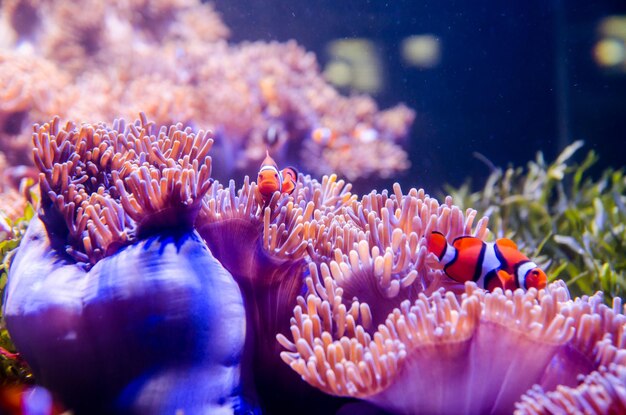 Foto close-up van koraal in een aquarium