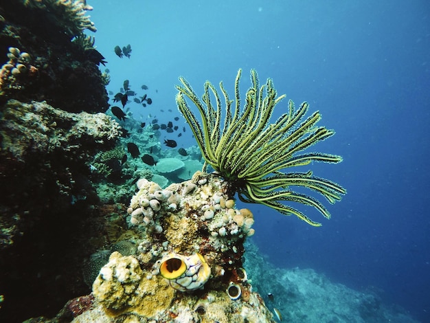 Close-up van koraal onder water