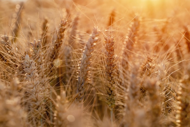 Close-up van korenaren in het veld bij de zonsondergang Boeren die de voedselvoorziening veiligstellen en de natie voeden