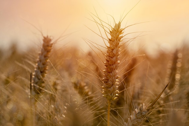 Close-up van korenaren in het veld bij de zonsondergang Boeren die de voedselvoorziening veiligstellen en de natie voeden