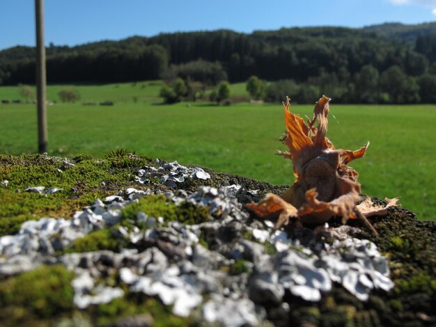 Foto close-up van krab op het veld