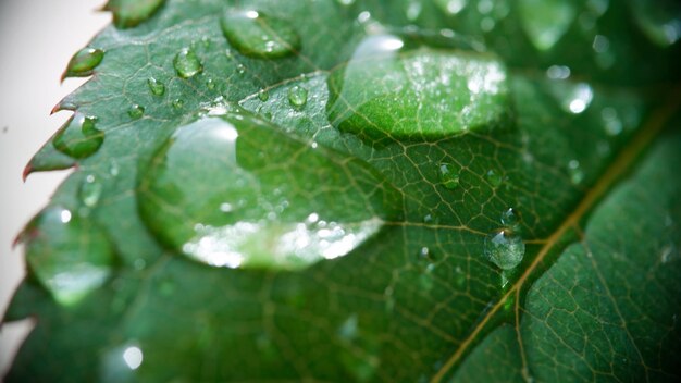 Close-up van kristalheldere dauw of verse regendruppels op groene bladdruppels water op plantenochtend