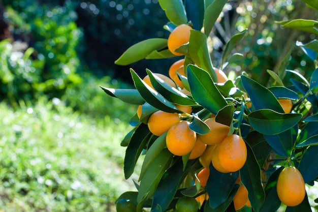 Close-up van kumquat op de plant