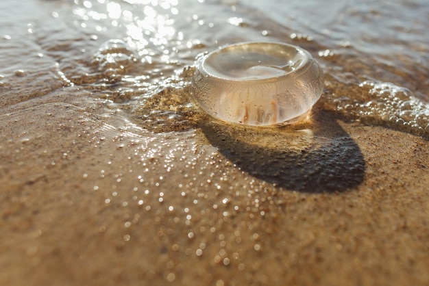 Foto close-up van kwallen aan wal in het water op het strand