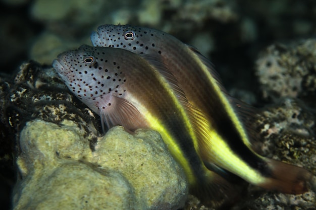 Close-up van kwallen die in een aquarium zwemmen