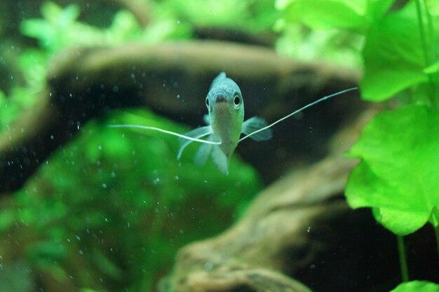 Foto close-up van kwallen die in een aquarium zwemmen