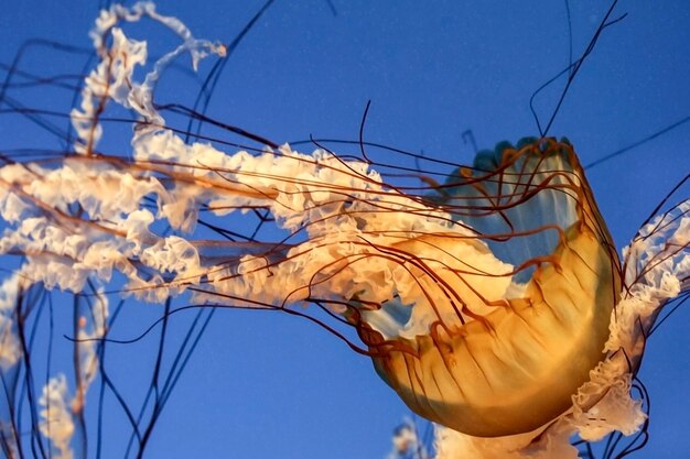 Foto close-up van kwallen in de zee