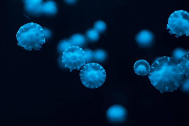 Close-up van kwallen in een aquarium tegen een zwarte achtergrond