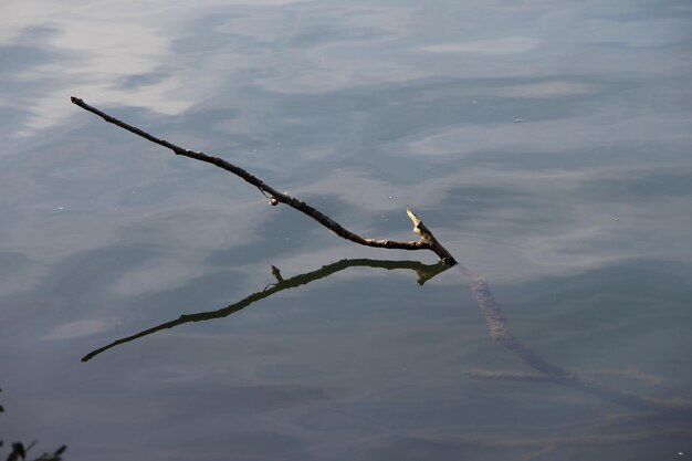 Foto close-up van kwallen in het meer