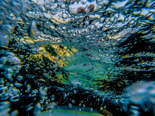 Close-up van kwallen in het water