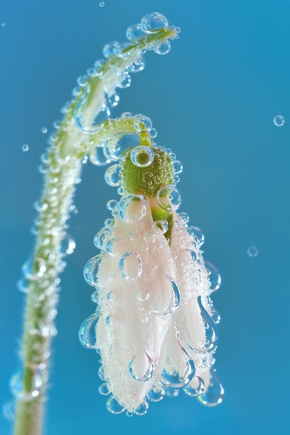 Foto close-up van kwallen tegen blauwe achtergrond